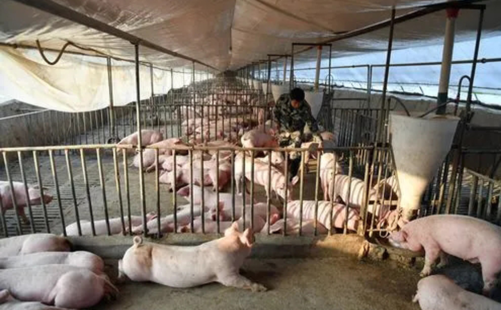 豬舍有害氣體有哪些？(圖1)